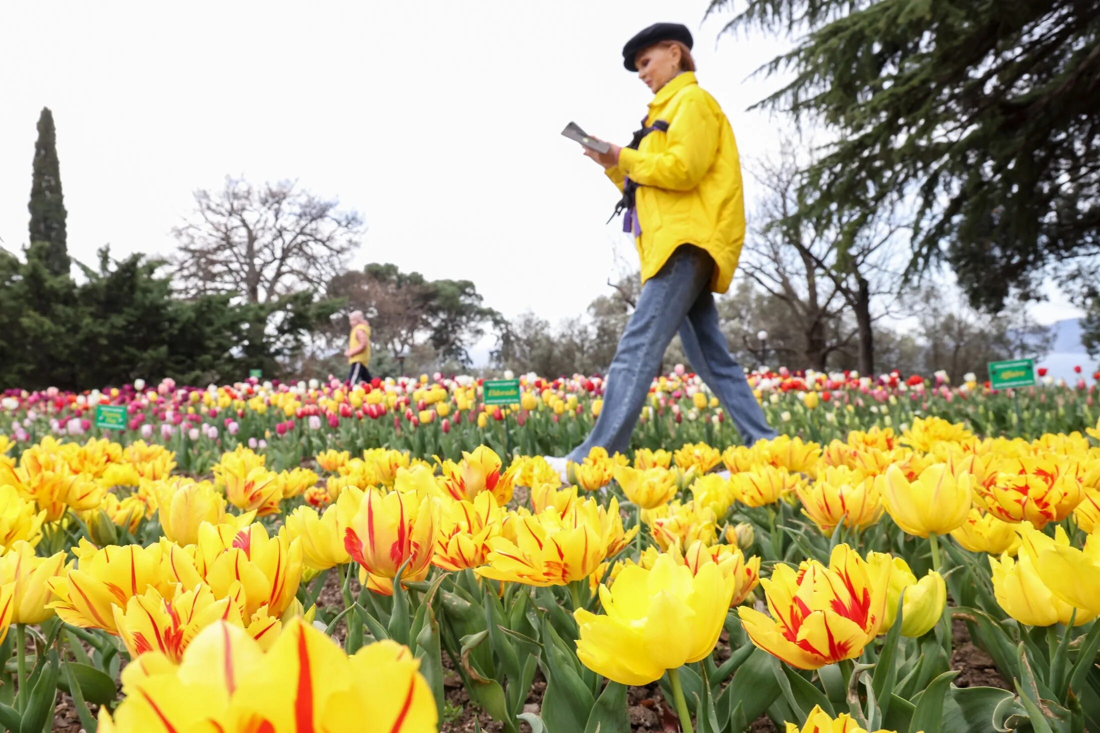 Никитинский ботанический парад тюльпанов. Никитский ботанический сад бал тюльпанов. Никитский ботанический сад тюльпаны. Никитский сад тюльпаны. Никитский ботанический сад тюльпаны.