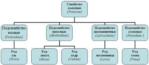 Виды семейств древесных