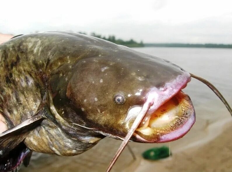 Огромный сом в астрахани. Гигантские сомы в астрахани. Волжские сомы. Астраханский сом. Самый большой сом в волге.