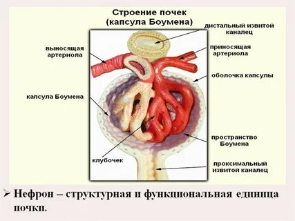 Артериолы почек