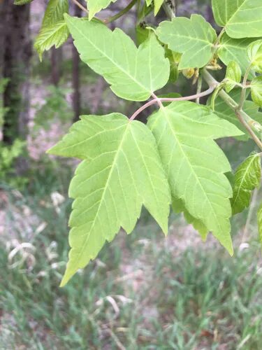 Acer negundo - Box elder. Leaf. Family Aceraceae. Plants, Plant leaves, Seedling