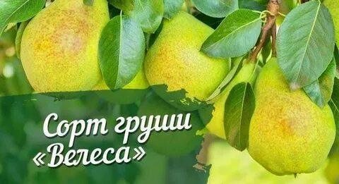 Груша велеса описание