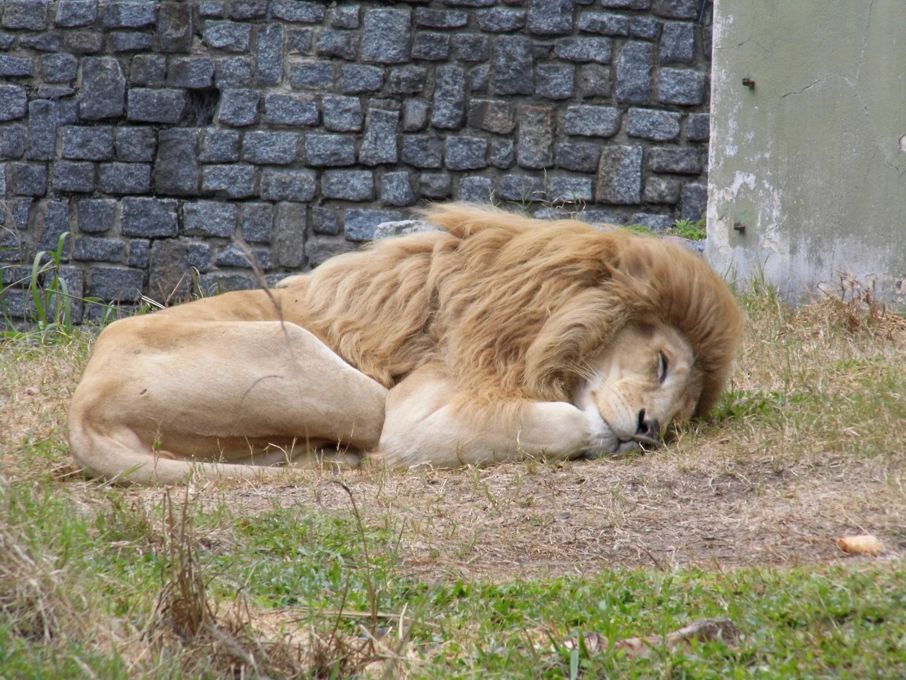 Спящие львы. Отдыхающий Лев. Спящий Лев в зоопарке. Фф sleeping lions автор litmasily