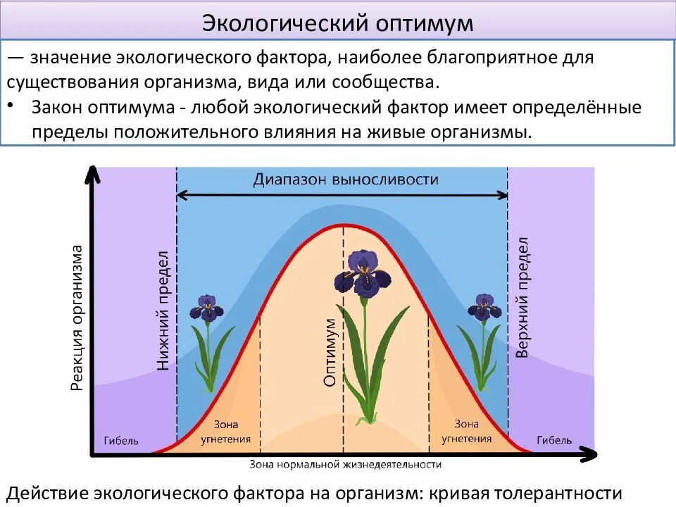 Закон оптимума экология. Зона экологического оптимума. Закон толерантности в экологии. Закон толерантности оптимума. Закон оптимума это