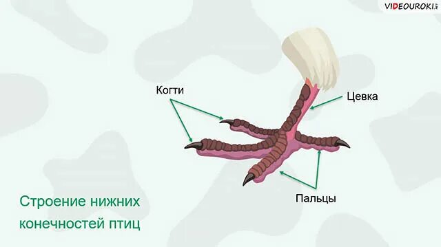 Цевка у птиц. Цевка нога птицы. Строение птицы цевка. Роговые чешуйки на ногах у птиц.