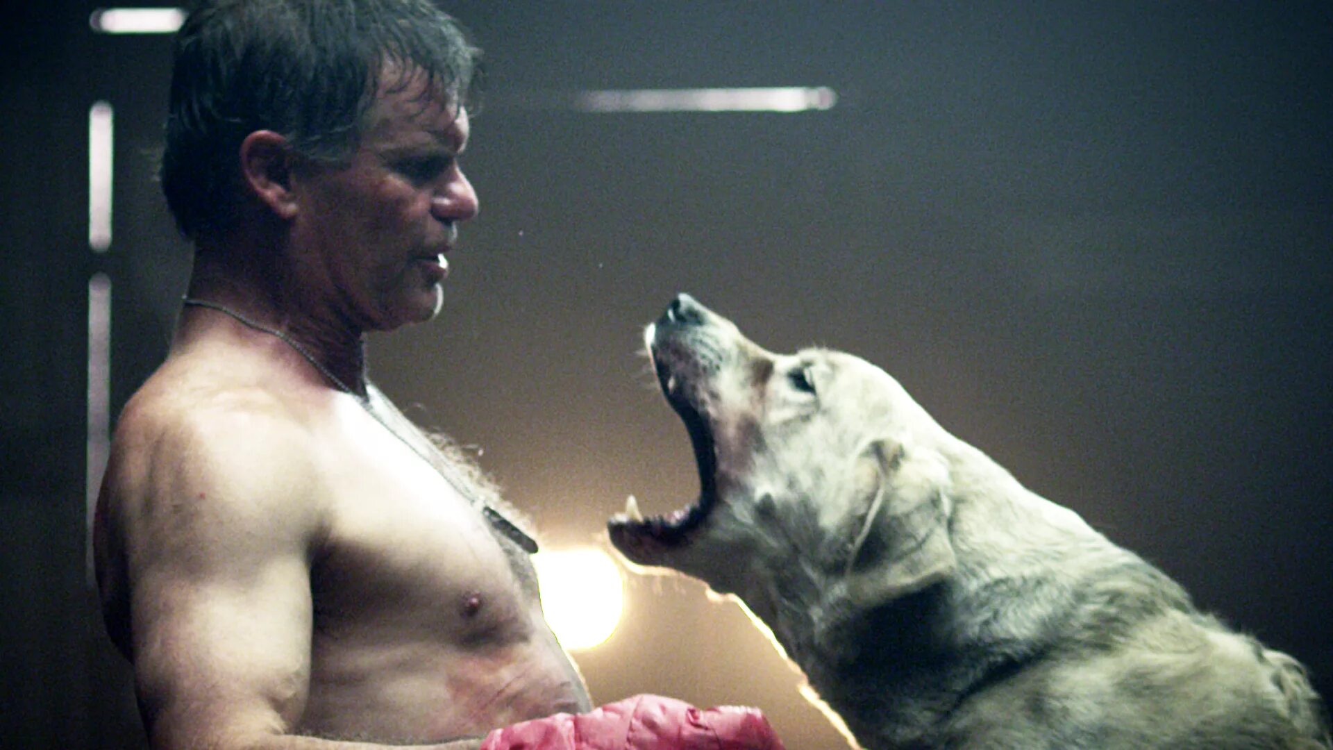 Малинуа атака. Жестокость полиции в европе. Аргентинский дог напал. Собаки против людей. Собаки против людей.