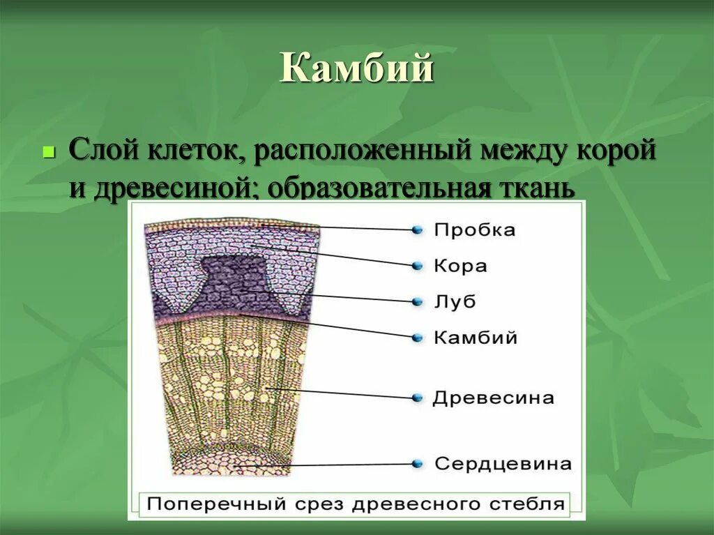 Назови слою. Камбий пробка Луб камбий древесина сердцевина. Образовательная ткань растений камбий. Строение стебля кора камбий древесина сердцевина.