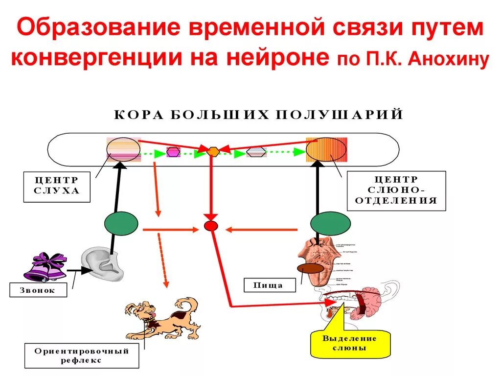 Временная связь рефлекс рефлекс. Схема формирования условного рефлекса Анохина. Теория конвергентного замыкания временных связей по п.к Анохину. Теория конвергентного замыкания условного рефлекса п.к.Анохин. Образование временной связи путем конвергенции на нейроне по Анохину.