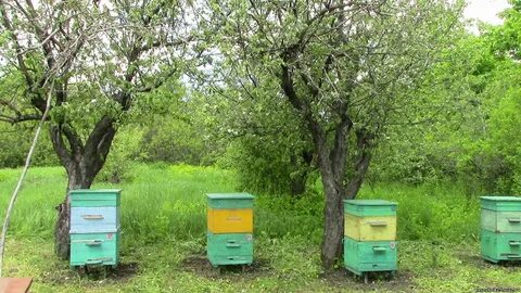 Пчелы в воронеже