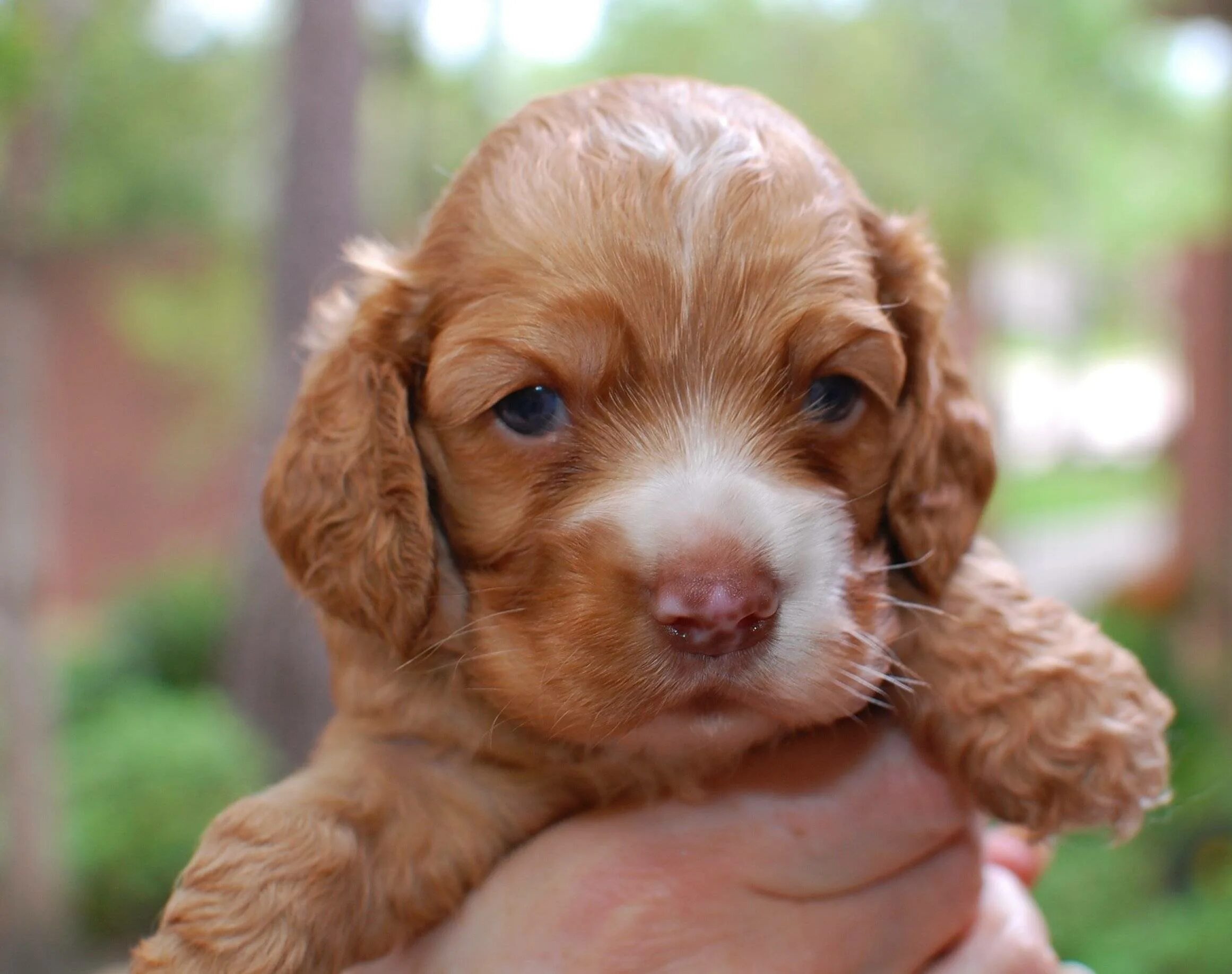 Pin von Barbara Smith auf Number 2 Cocker, King Charles, Cockapoos Spaniels #2 C