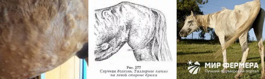Как выглядят глисты у лошади Stream Ascariasis Hominis music Listen to songs, albums, playlists for free on S