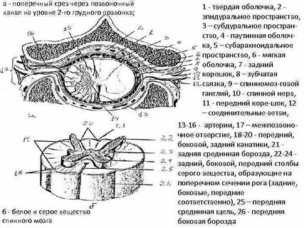 Срез через