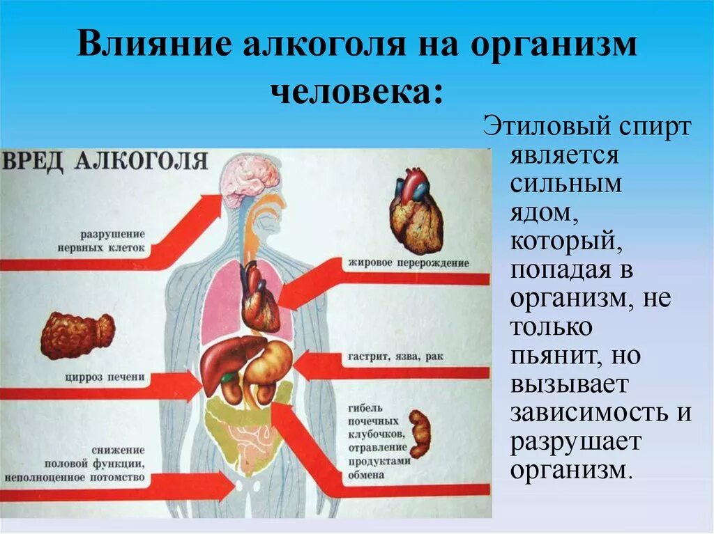 Негативное действие этилового спирта на организм человека. Алкогольные сообщение