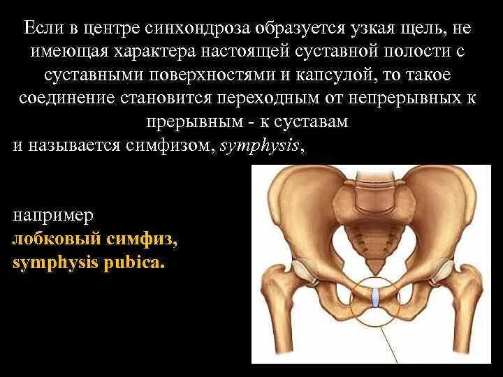 Лобковые кости соединение. Лобковый симфиз это соединение. Лобковый симфиз Тип соединения. Лобковый симфиз суставные поверхности. Синхондроз тазовой кости.