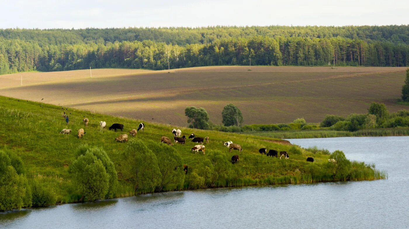 Родные просторы коттеджный поселок. Деревня толмачево луга. Ильинский луг суздаль. Школа в новобулгаково уфимский. Родные просторы природа родного села.