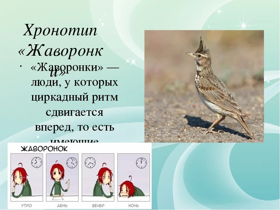 Жаворонки совы и голуби хронотипы. Жаворонки совы и голуби хронотипы. Хронотипы сова жаворонок голубь. Жаворонки совы и голуби хронотипы. Биоритмы совы жаворонки голуби.