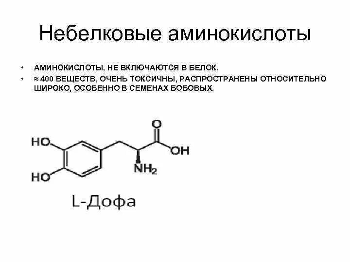 К белковым аминокислотам относится