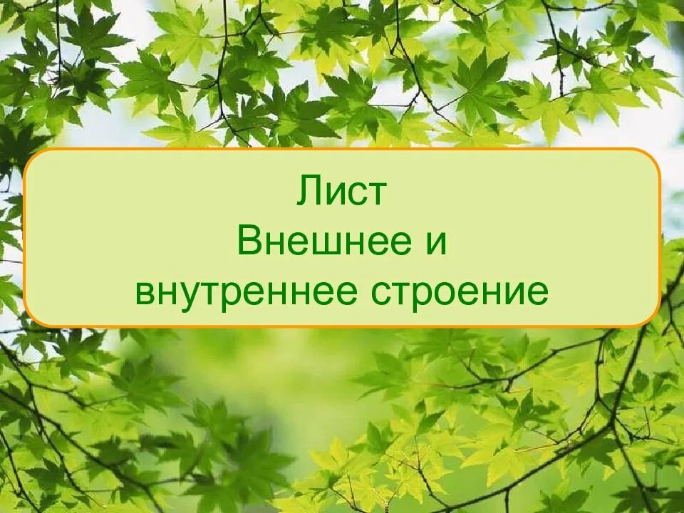 Строение и функции листа презентация. Внешнее строение листа. лист его строение и значение. лист это в биологии. сообщение о внешнем строении листа.