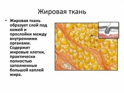 Жировая ткань относится к виду