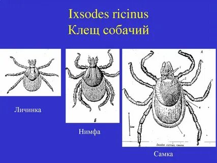 Строение клеща