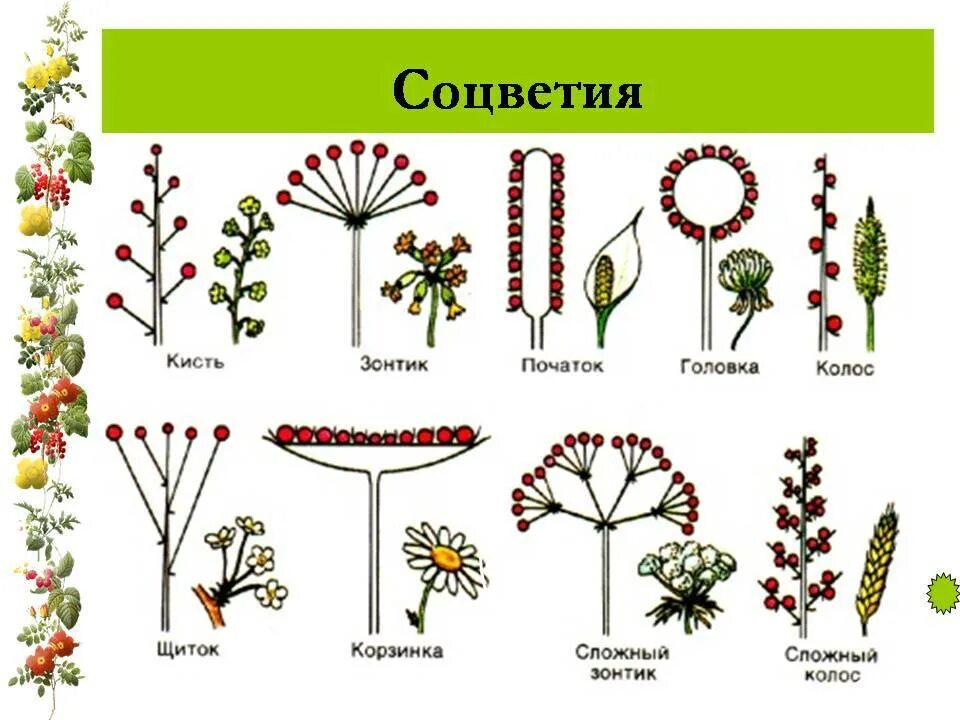 Какие соцветия могут быть только простыми. Колосовидное соцветие. Вильчатое соцветие. Сиконий соцветие. Соцветия сложный щиток биология 6 класс.