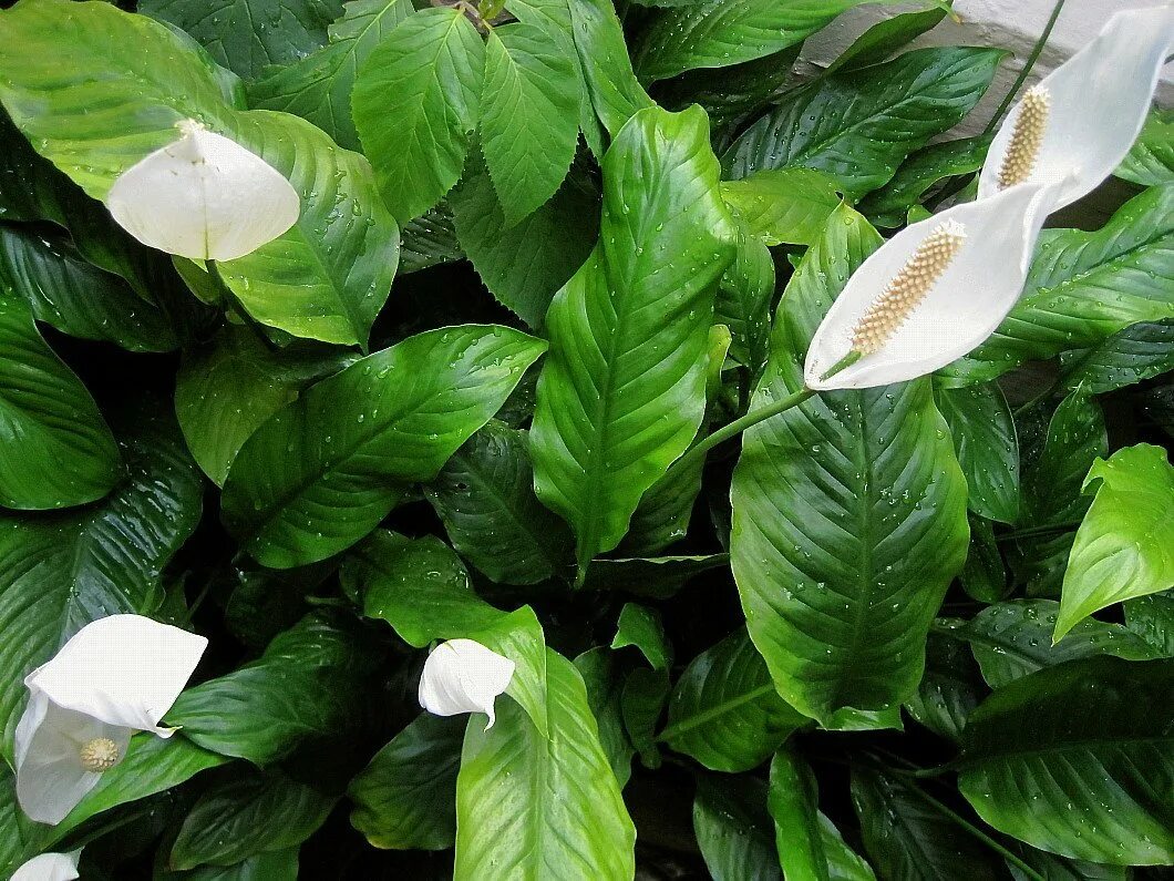 Спатифиллум. Спатифиллум wallisii. Спатифиллум Уоллиса (Spathiphyllum wallisii). Спатифиллум floribundum. Почему женское счастье зеленое