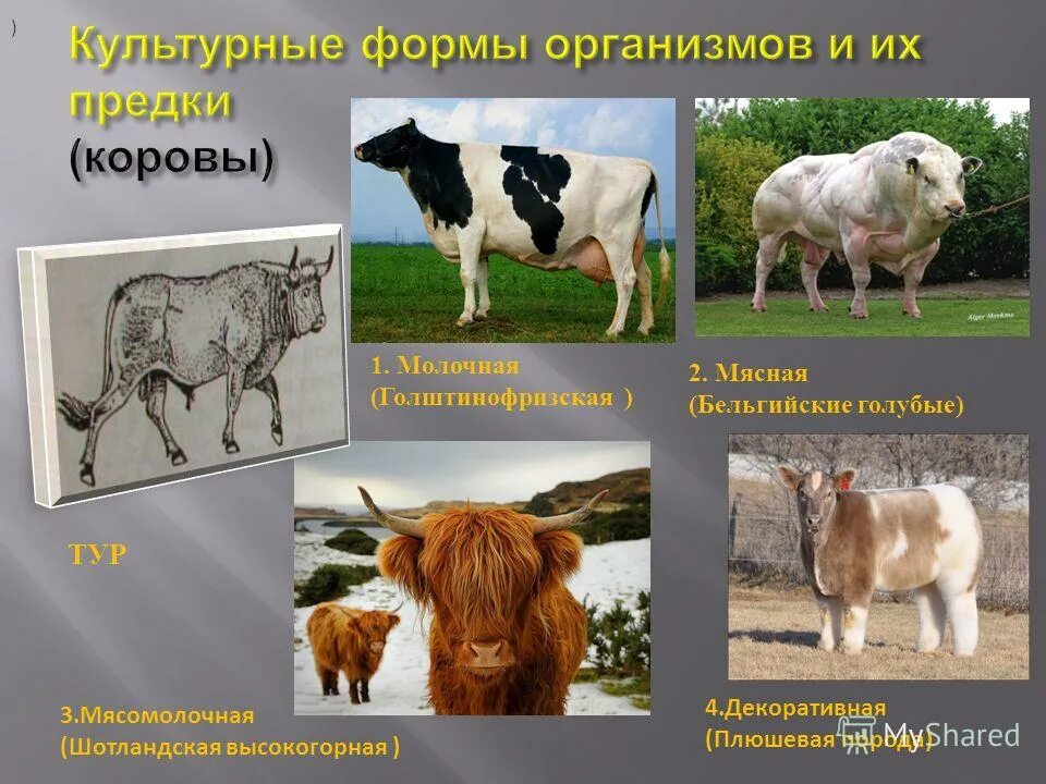 Выведение новых пород домашних животных. Многообразие пород животных. Многообразие пород животных. Многообразие пород животных. Породы домашних животных.