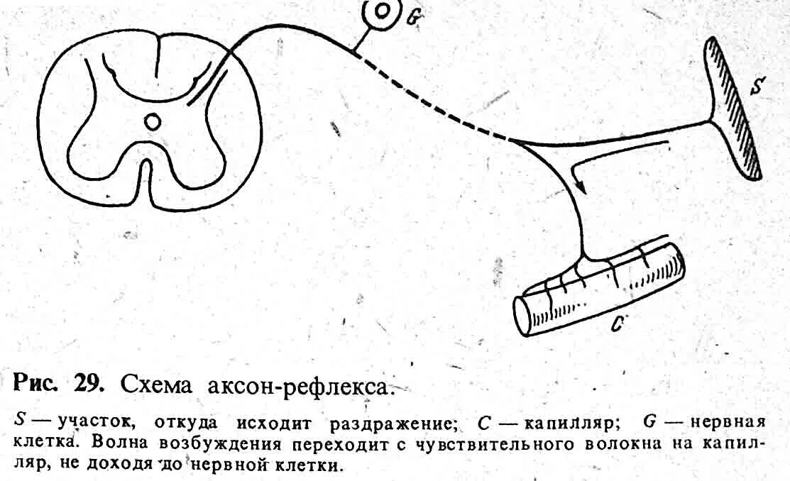 Аксон рефлекс. Аксон рефлекс схема. Аксон рефлекс физиология. Аксон рефлекс физиология схема. Аксон в рефлекторной дуге.