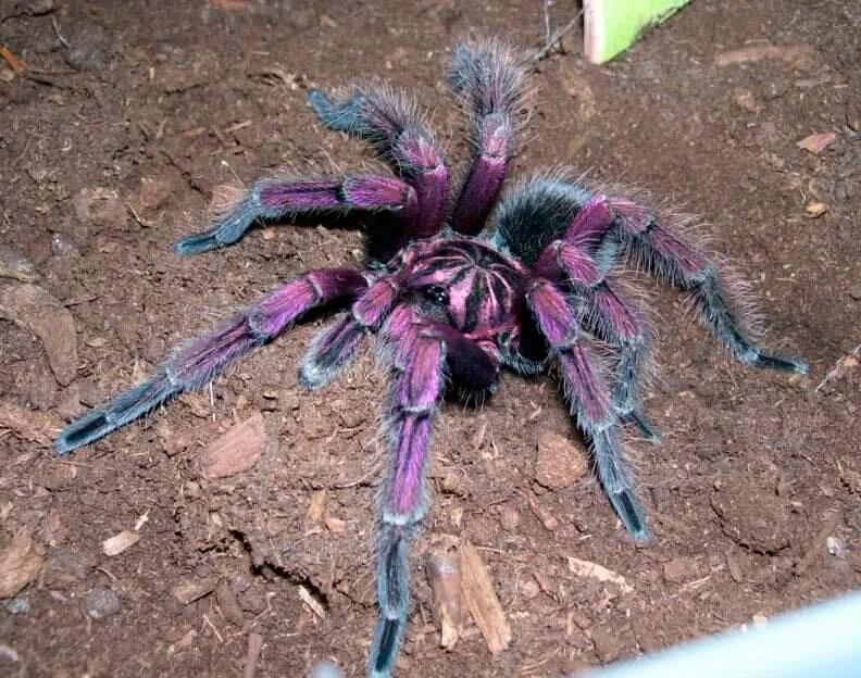 Паук птицеед южной америки. Фиолетовый паук. Purple. Фиолетовый тарантул. Колумбийский фиолетовый паук-птицеед.