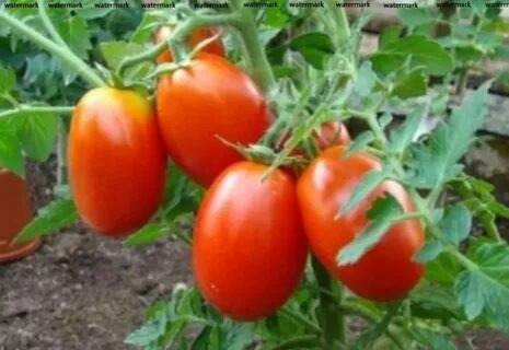 Томат засолочные характеристика и описание сорта