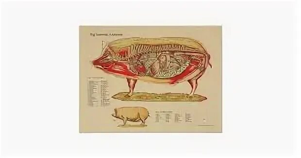 Анатомия свиньи. Расположение сердца у свиньи.