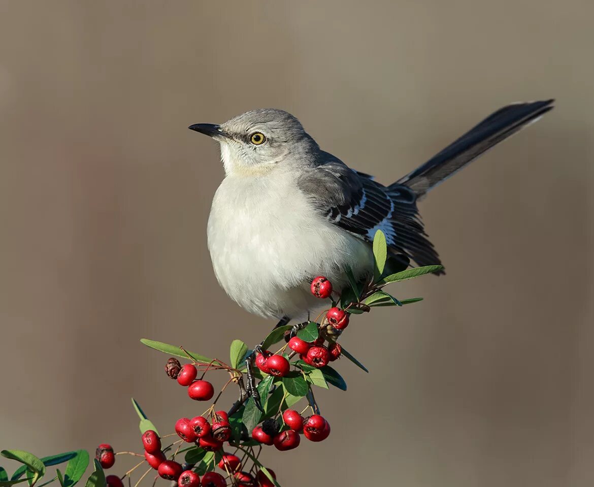 птица на ветке. птицы картинки. ые птицы. ые птицы. сорока самец и самка.