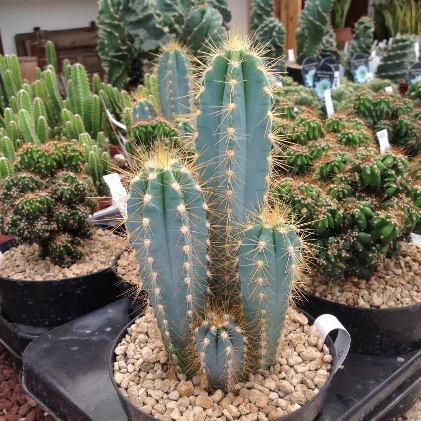 кактус цереус. цереус. цереус перуанский. опунция кактус цереус. цветок кактус цереус перуанский.