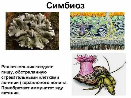 Виды симбиотических организмов