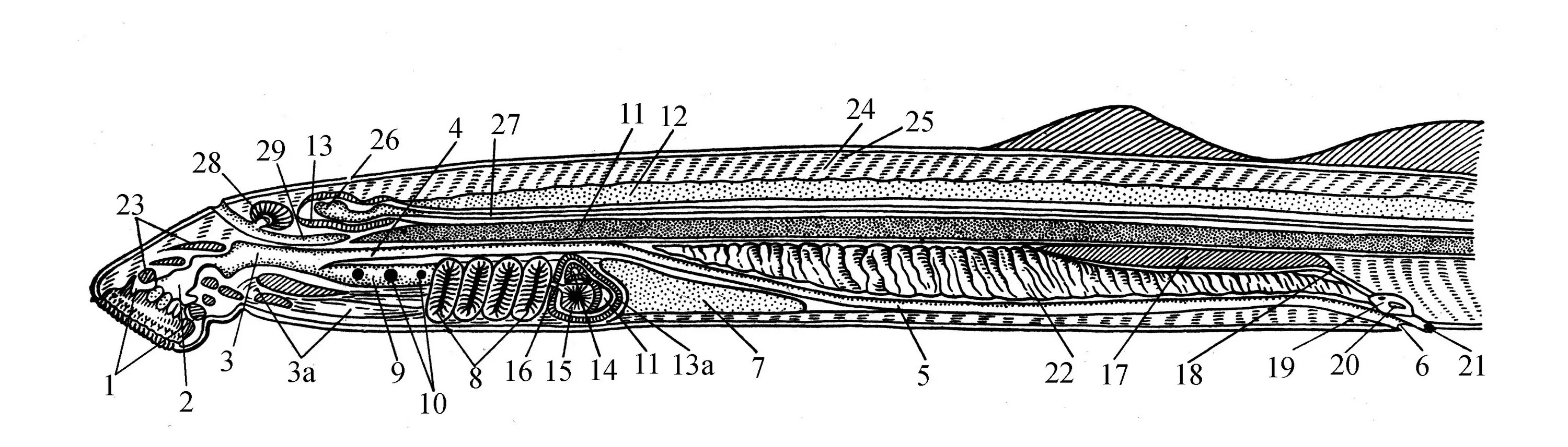 строение выделительной системы рыб. выделительная система костных рыб. костные рыбы строение. строение выделительной системы рыб. система органов выделения у рыб.