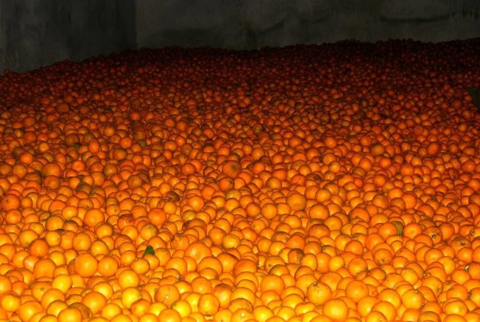 Очень много мандаринов. Очень много мандарин. Склад апельсинов. Тонна мандарин