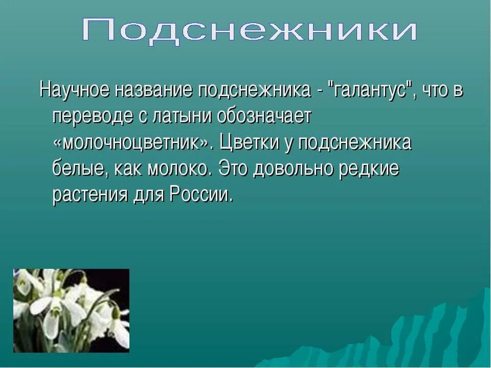 Подснежник текст описание в научном стиле