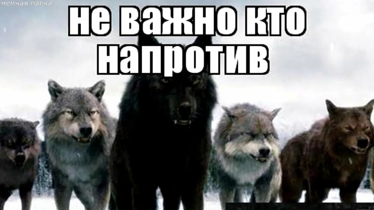 Остановился я смотрю прямо напротив меня. Не важно кто напротив важно кто рядом. Не важно кто напротив важно кто рядом картинки. Волк не важна кто на против важна кто РИАДМ. Волк Мем.