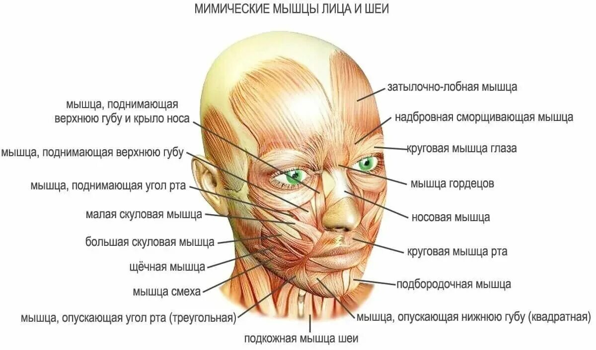 Болят брови и лоб. Мышцы лица анатомия для косметологов для массажа. Мышцы лица и шеи анатомия для косметологов. Мимические мышцы лица и мышцы шеи анатомия. Мимические мышцы лица анатомия функции.