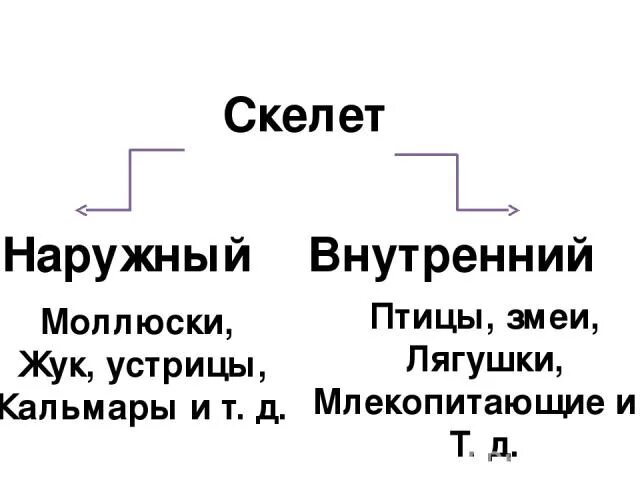 Прочный внутренний скелет