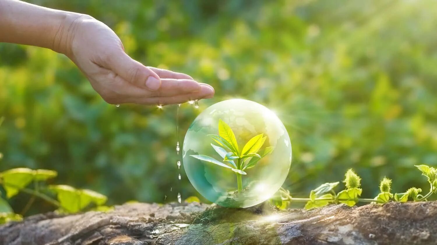 Растения защищающие человека. Средства защиты растений реклама. Принципы интегрированная защиты растений. Сохранение природы. Берегите природу.