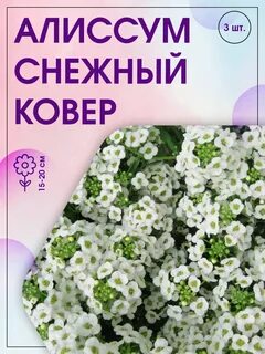 Цветы белым ковром