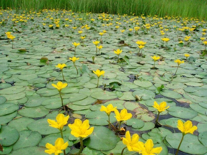 Водные растения прибрежные и плавающие. Эйхорния водный гиацинт. Тропические водяные кувшинки. Нимфеи-прудовые. Растения на берегу пруда.