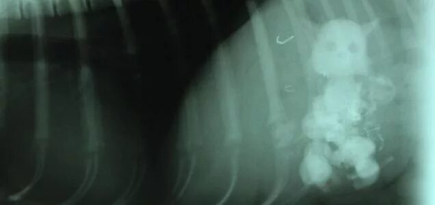 Собака съела игрушку. Рентген беременность у кошки. Рентген беременной кошки. Рентген беременной собаки.