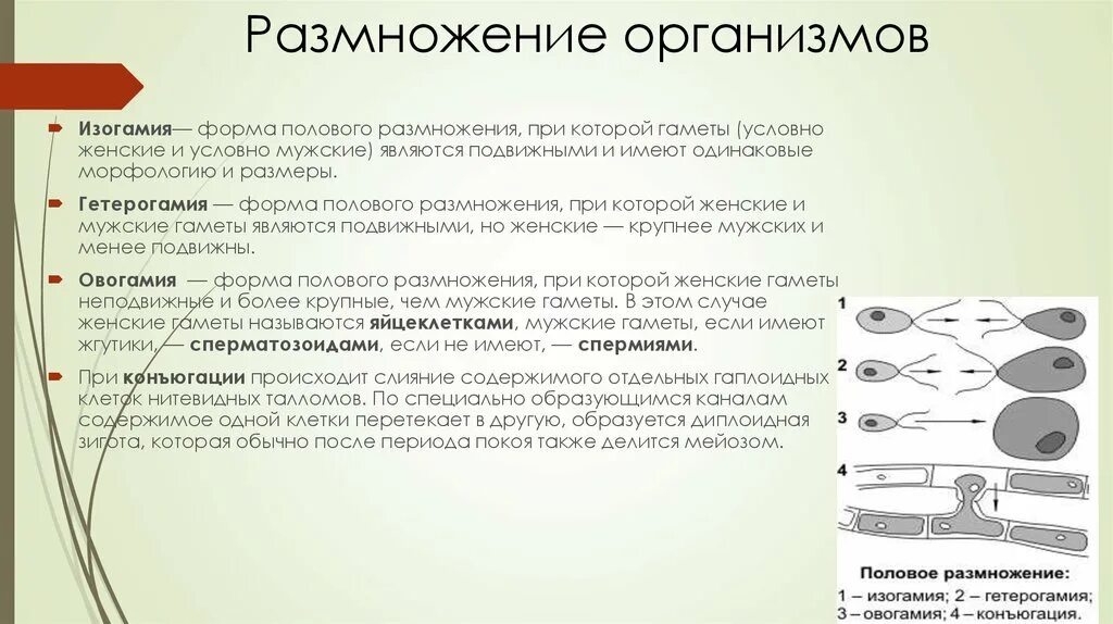 При образовании спор и гамет происходит. Изогамия анизогамия оогамия. Изогамия гетерогамия оогамия. Изогамии, анизогамии(гетерогамии), оогамии. Способы размножения организмов.