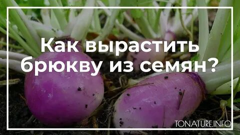 Когда садить брюкву