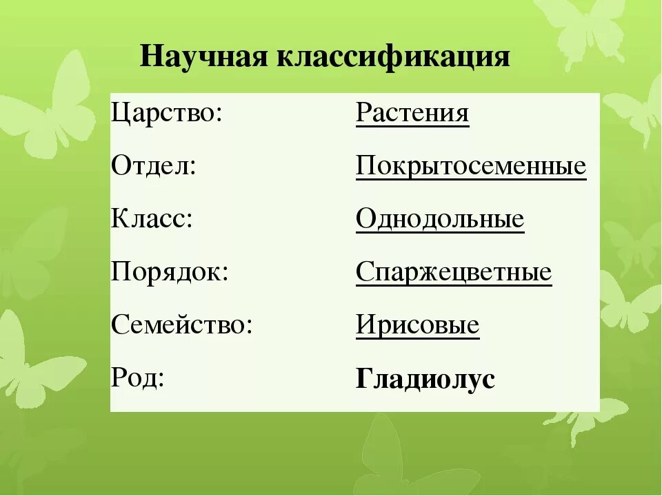 Род вид сорт