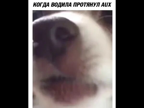 Когда мои волки делают ауф. Когда мои волки делают ауф. Все мои волки ауф. Все мои волки делают. Когда все делают ауф водила протянул.