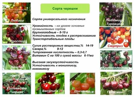 Сорт черешни описание фото