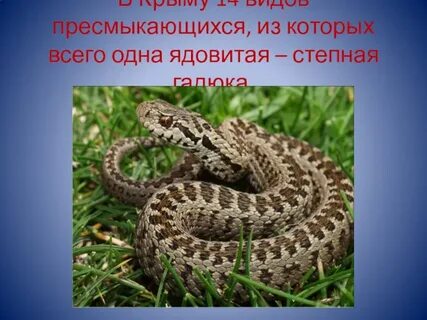 Степная гадюка 4 класс окружающий мир сообщение